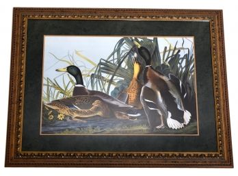 John James Audubon Mallard Duck Framed Print From The Birds Of America