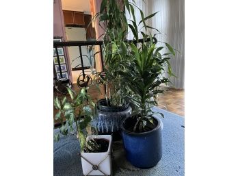 3 Potted Plants And Ceramic Pots - Good Time For House Plants To Oxygenate Stale Air