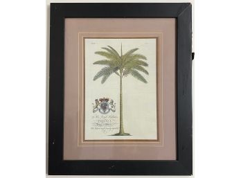 Vintage Georg Dionysius Ehret Print: Date Palm Tree For Frederick Prince Of Wales