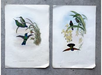 A Pair Of Antique Ornithological Hand Colored Etchings