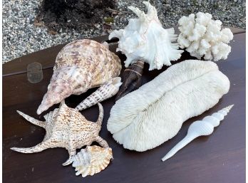 A Collection Of Large Seashells