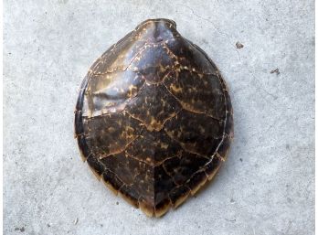 A Rare Turtle Shell