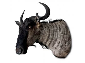 A Large Taxidermy Wildebeest, Or Gnu Head