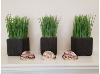 Trio Of Crate And Barrel Faux Grass In Vases Paired With Unusual Hand Painted Shells Hells