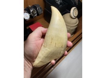 HUGE Authentic SPERM WHALE Tooth Specimen- From A Massive Bull!