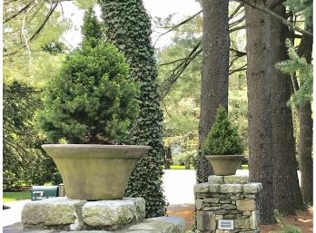 Two Potted Arborvitae Trees
