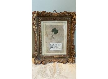 A Framed 4 Leaf Dried  Clover - 7.5'w X 10'h