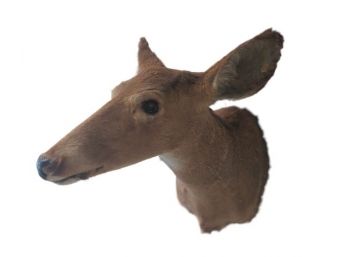 Nice Doe Deer Head Neck Taxidermy