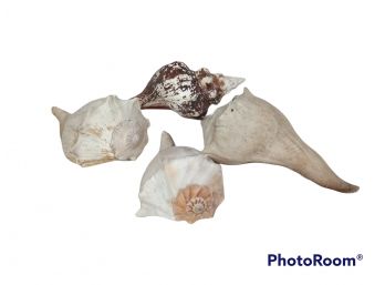 Lot Of Large Conch Natural Sea Shells Two Have Taxidermied  Snails Inside.