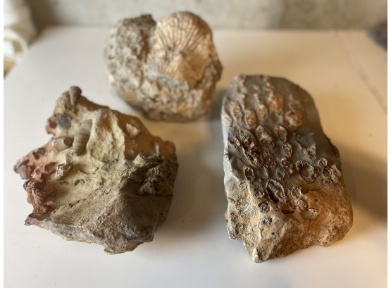 Lot Of 3 Fossils- 2 From Utah, Clam Shell From Texas Wr