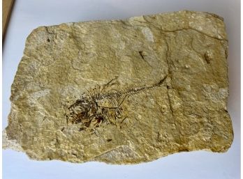 Fossilized Fish Skeleton Wr