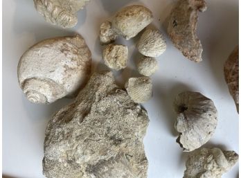 20 Fossil Shells Wr