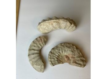 3 Nautilus Fossils Wr
