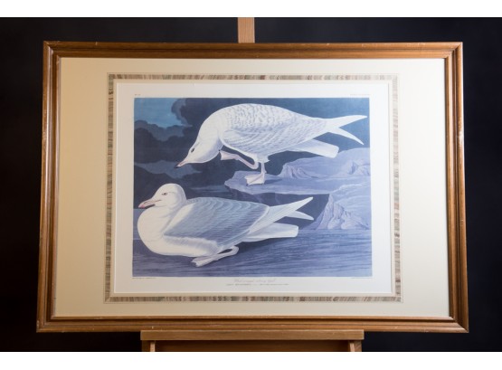 Larus Leu Copterus White-Winged Silvery Gull  Print