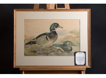 Alexander Pope Jr. Stone Lithograph Water Fowl  2