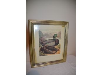 (#12) Framed Mr. J.k. Fowlers Pair Of Duck Rouen Duck  Cup At Aylesbury & Thirteen Other 1st Print