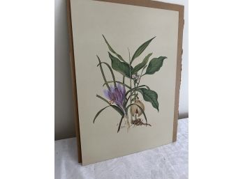 (#76) Crocus Flower Print 10x14