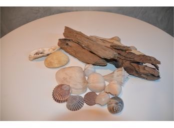 (#95) Long Island Beach Driftwood And Shells