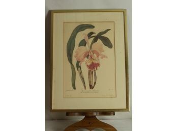 (#33) Orchid Print Bc David Adams By Audrey Avinoff