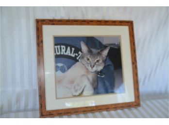 (#32) Framed Photo Of Cat 20x18