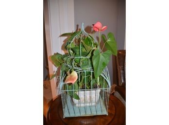 House Plant With Cage Planter