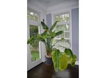 Banana Palm House Tree Plant About 7ft Height
