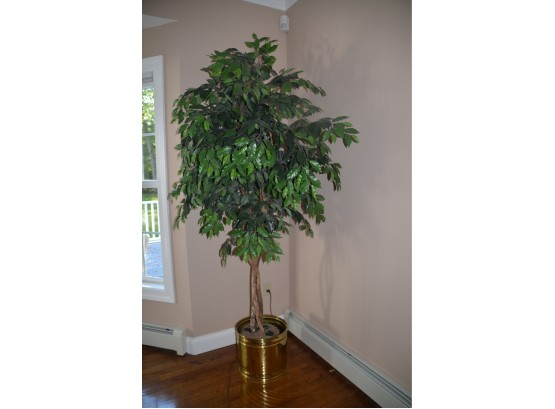 Artificial Ficus Tree Plant Brass Planter Approx. 8ft Tall