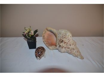 (#74) Island Large And Small Sea Shell