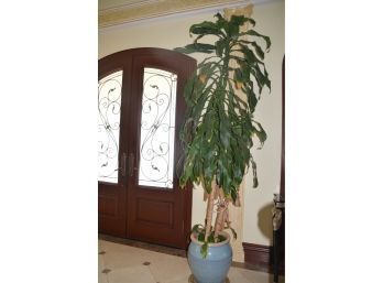 Live Plant About 9-10ft Height Ceramic Planter