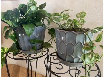 Set Of House Plants In Ceramic Planters
