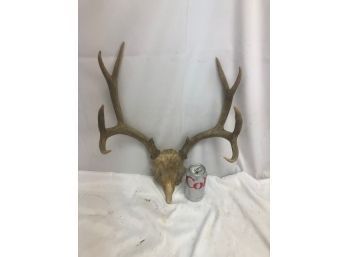 Large Antlers, Great Condition