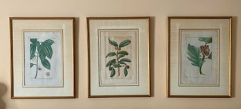 Group Of 3 Botanical Bookplate Prints