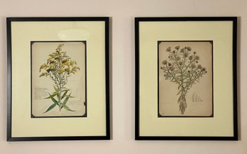 Unknown Artist, Pair Of Botanicals Or Nature Studies, Hand Colored Drawings, Circa 1915