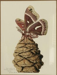 John Cody, Ceanothus Moth, Lithograph, 1999