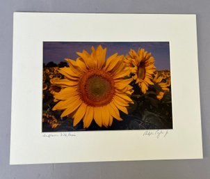 Ralph Pugli, Jr, Sunflower Field, Peconic, Photograph On Paper, Circa 2000