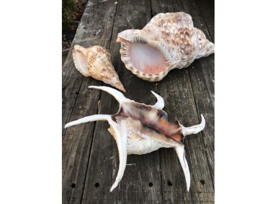 Unique Shell Collection