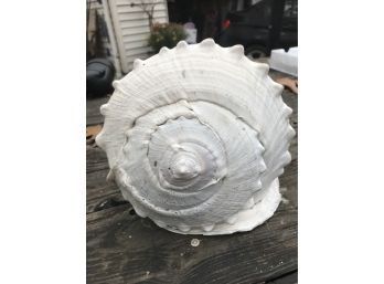 Beautiful Large Conch Shell