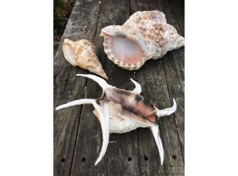 Unique Shell Collection