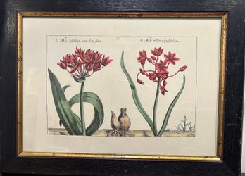 Botanical Print- Moly Latifolium