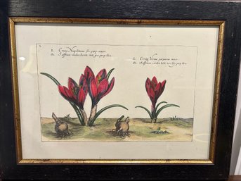 Botanical Print - Crocus Neapolitanus-