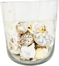 Collection Of Large Shells & Contemporary Glass Vase