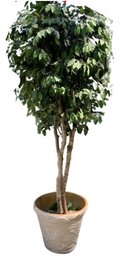 Faux Ficus Tree With Ornamental Base - 7 Ft 8 Inches Tall