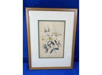 Vintage Framed Orchid Botanical Print