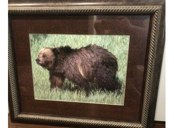 Quality Framed Photo Of Grizzly - Textural Matting