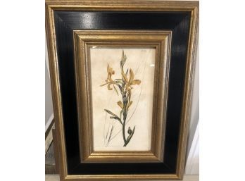 Quality Framed Botanical Print - Signed 'Sullins House' - One Of Six In Sale