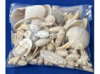 A Variety Of Beautiful Sea Shells