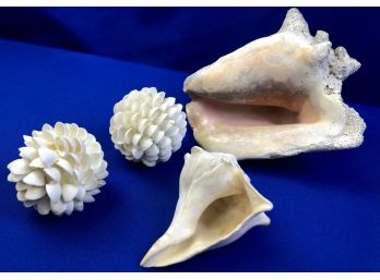 Seashell Display Pieces
