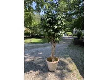 Faux Ficus Tree With Ornamental Base