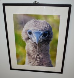 Eva Powers Blue Footed Booby Chick