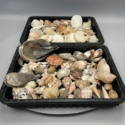 Large Group Of Seashells